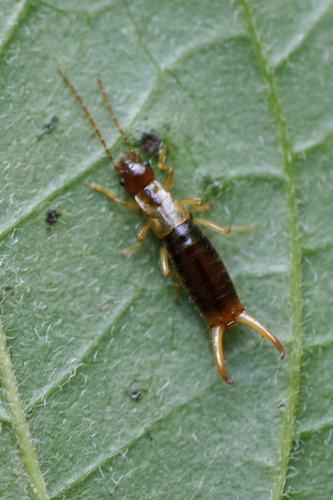 Apterygida albipennis