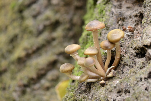 Armillaria mellea