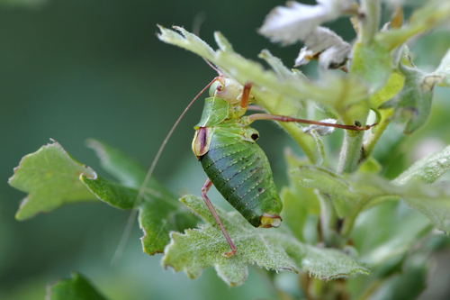 Barbitistes fischeri