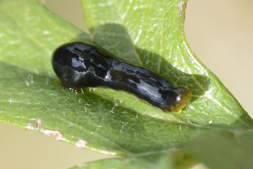 Caliroa cerasi