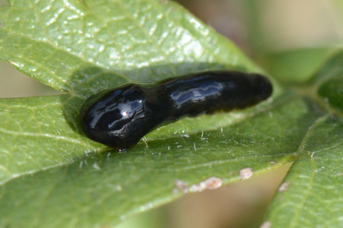 Caliroa cerasi