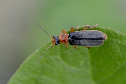 Cantharis lateralis