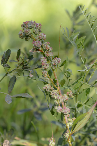 Chenopodium album