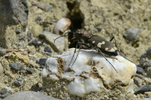 Cicindela sylvicola