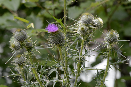 Cirsium vulgare