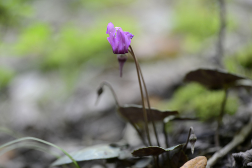 Cyclamen purpurascens