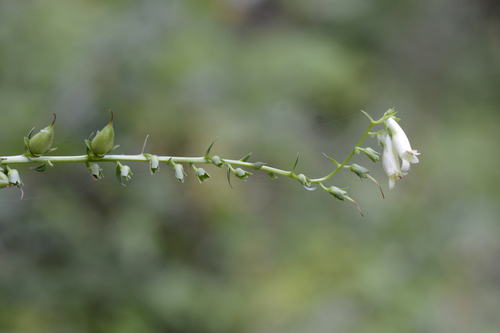 Digitalis lutea