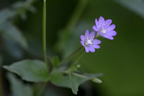 Epilobium montanum