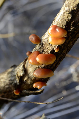 Flammulina