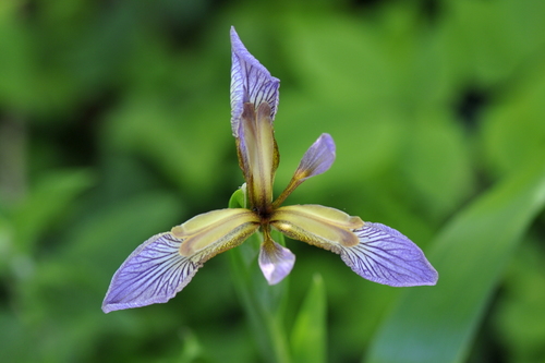 Iris foetidissima