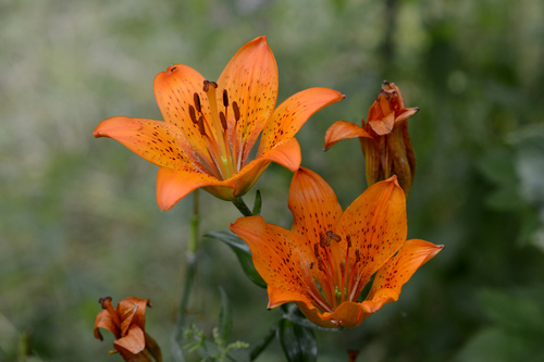 Lilium bulbiferum