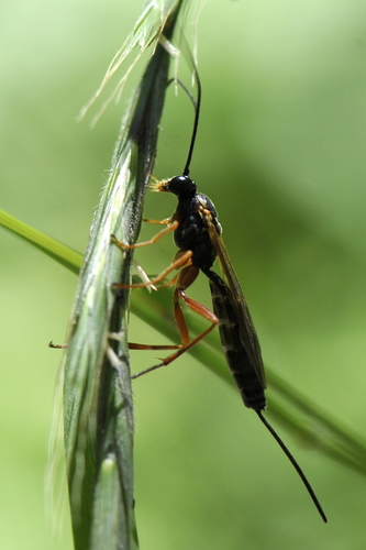 Lissonota lineolaris