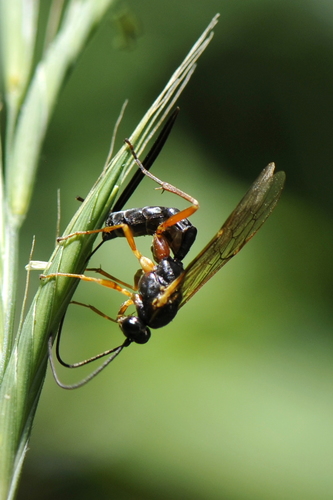 Lissonota lineolaris