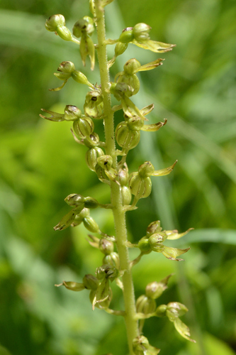 Listera ovata