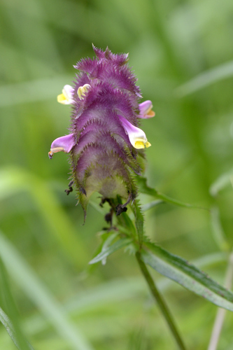 Melampyrum cristatum