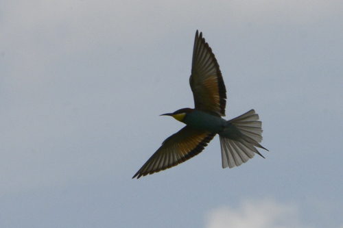 Merops apiaster