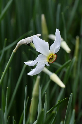 Narcissus radiiflorus