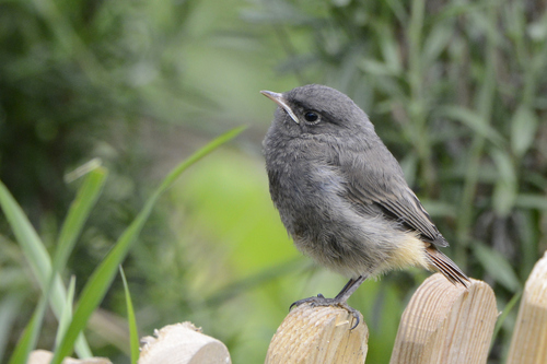 Phoenicurus ochruros