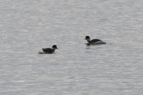 Podiceps nigricollis