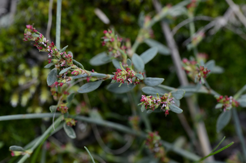 Polygonum aviculare