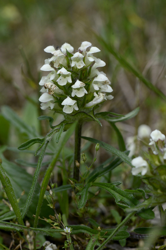 Prunella laciniata