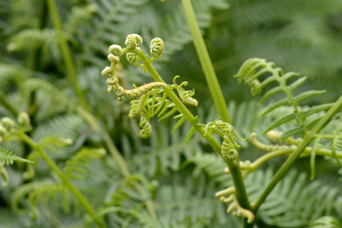 Pteridium aquilinum