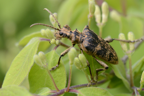 Rhagium sycophanta