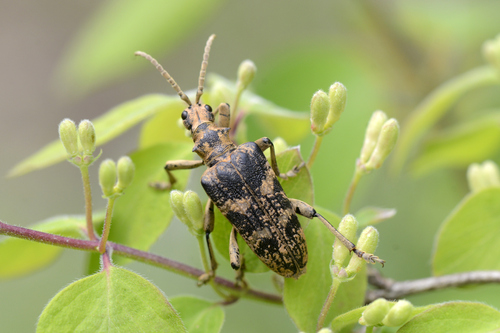 Rhagium sycophanta