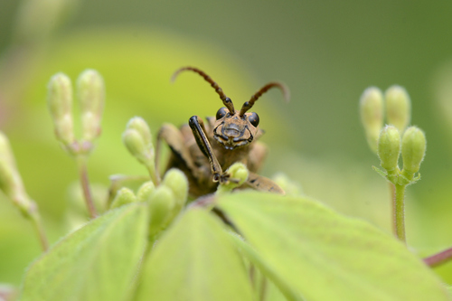 Rhagium sycophanta