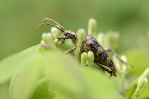 Rhagium sycophanta