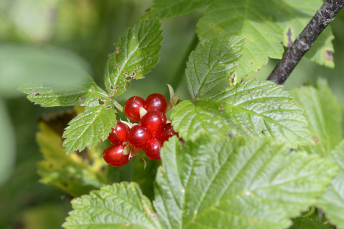 Rubus saxatilis