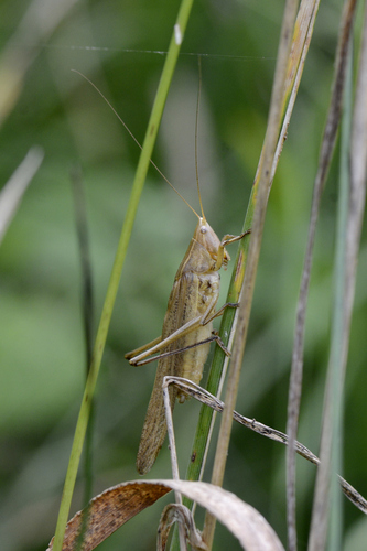 Ruspolia nitidula