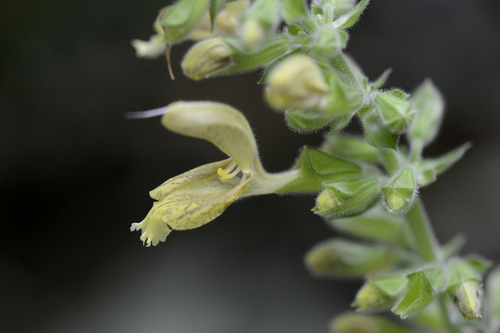 Salvia glutinosa