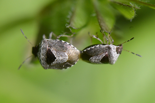 Stagonomus venustissimus