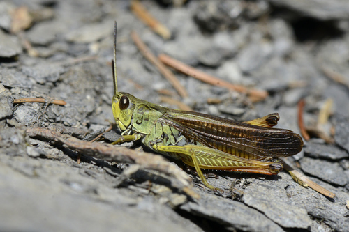 Stauroderus scalaris