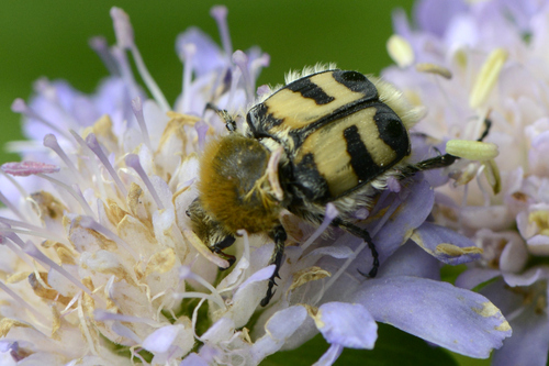 Trichius gallicus