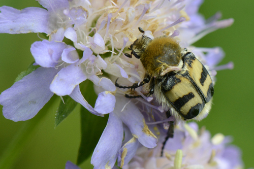 Trichius gallicus