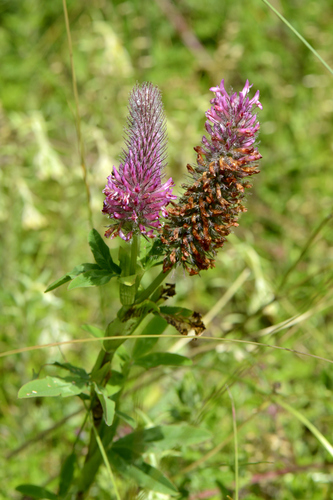 Trifolium rubens