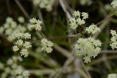 Trinia glauca