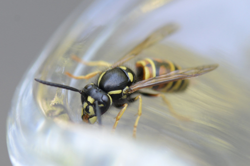 Vespula rufa