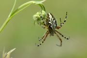 Aculepeira ceropegia