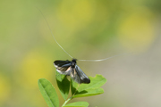 Adela reaumurella