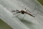 Aedes
