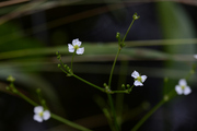 Alisma plantago-aquatica