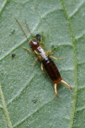 Apterygida albipennis
