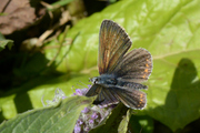 Aricia artaxerxes