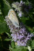 Aricia artaxerxes