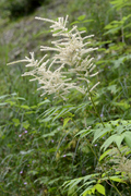 Aruncus dioicus