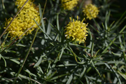 Aster linosyris