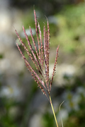 Bothriochloa ischaemum